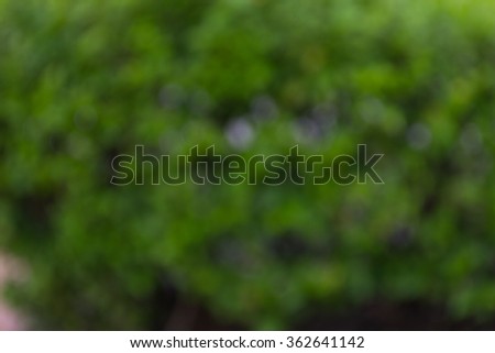 Blur and bokeh image of tree