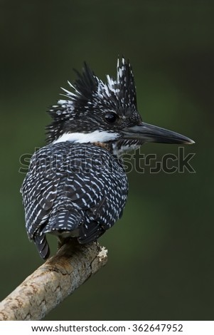 Crested kingfisher male in the nature.