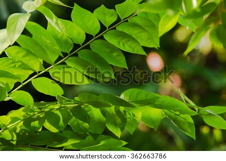 Summer branch with fresh green leaves