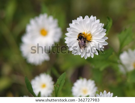 Bee on camomile. Selective focus on Bumblebee. The background is blurred.