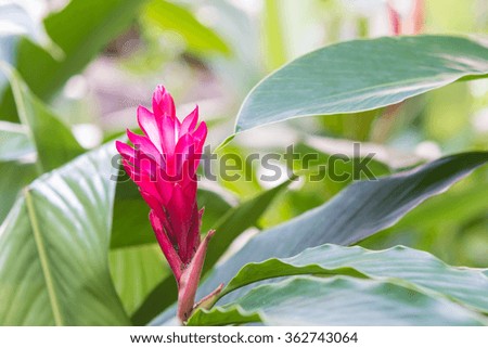 Beautiful Red Torch Ginger on a background greenery, soft blur.