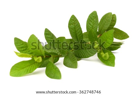 guava tree leaves close up macro shot isolated on white background