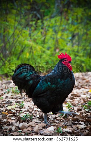 Australorp Rooster  Royalty-Free Stock Photo #362791625