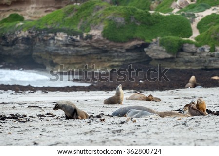 australian sea lion in kangaroo island sandy beach