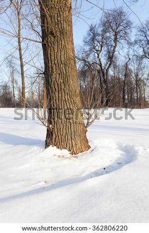   deciduous trees, photographed during the winter. snow on the ground