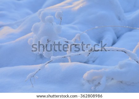 Plant under snow frosty winter morning