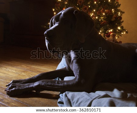 Silhouette of a big Great Dane laying next to a Christmas tree