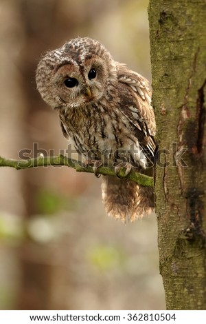 Vertical photo of small european owl, Strix aluco,Tawny Owl perched on twig in oak forest, curiously looks from behind tree trunk. Bokeh background, close up wildlife, European forest, Czech republic.