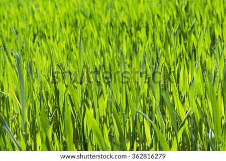  photographed closeup young green leaves of wheat. small depth of field