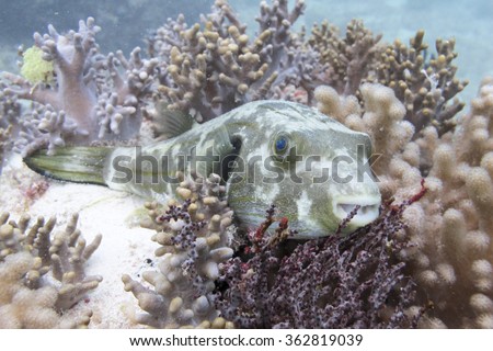 A pufferfish or bloatfish seen resting on sea corals in a slightly murky tropical saltwater ocean