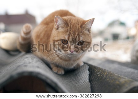 Red cat sitting on the roof. Cat sneaks