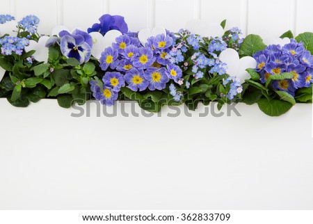 Blue spring flowers with hearts on wooden white background for decoration.