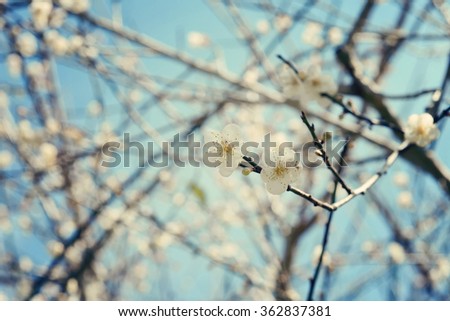 New spring blossom of peach tree on blue pastel bokeh background with low dof.