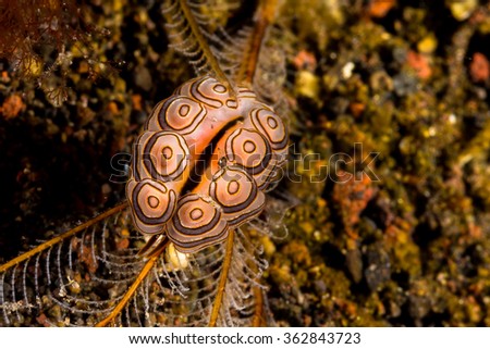 Underwater picture of Doto Greenamyeri Nudibranch, Sea Slug