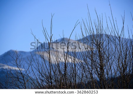 Silhouettes of trees against cloudy blue sky background, Armenia