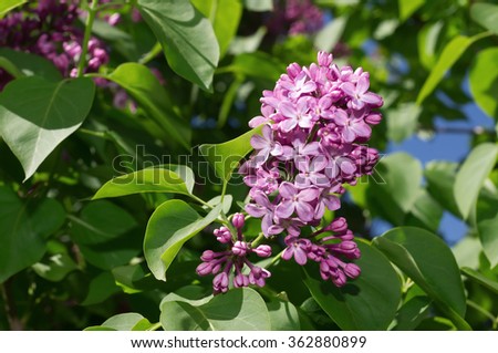 Lilac photographed with selective focus on a sunny spring day