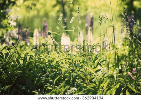 Summer grass in sunlight. Lupinus flowers.