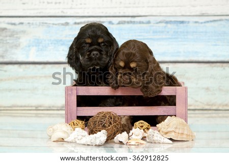 Puppies Cocker spaniel in a box