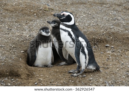 Magellanic Penguin (Spheniscus magellanicus) in Patagonia Family group