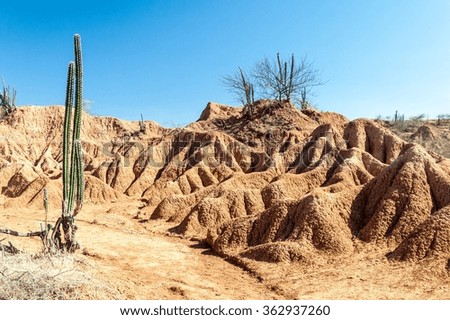 Cactus an orange rock formations in Tatacoa desert, Colombia