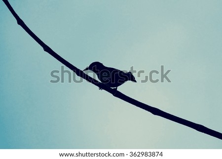 Silhouette bird on branch and sky background,  process color tone