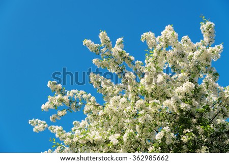 Branches of blossoming apple tree on blue sky background