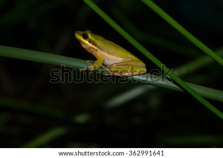 Small Sedge frog in profile Royalty-Free Stock Photo #362991641