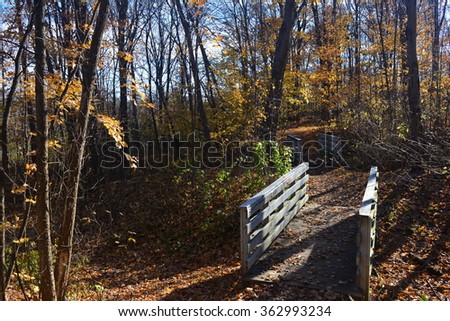 Foot Bridges in the forest