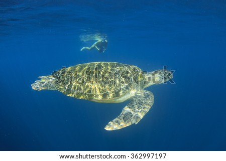 Sea Turtle and young woman snorkeling