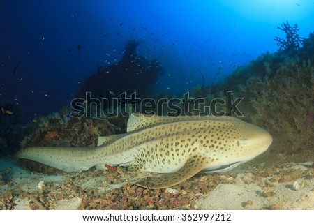 Leopard Shark (sometimes known as Zebra Shark)