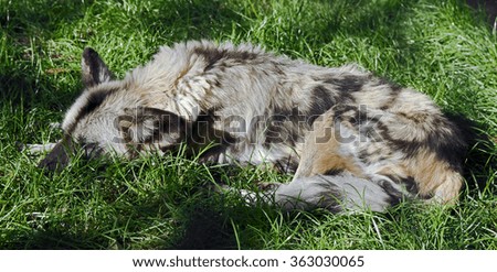 African hunting dog. Latin name - Lycaon pictus