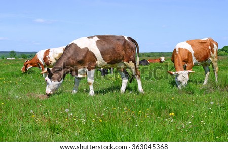 Cows on a summer pasture