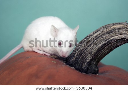 white mouse on a pupkin