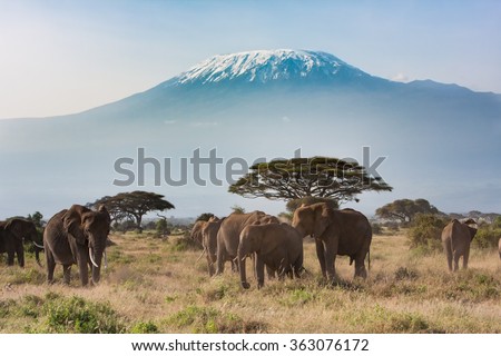 Mt. Kilimanjaro from Amboseli National Park Royalty-Free Stock Photo #363076172