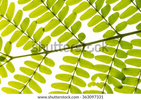 Green leaves background. leaf shapes
