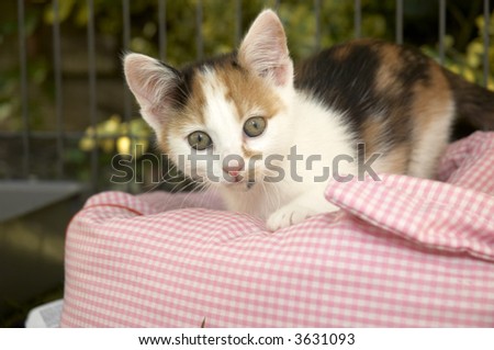 A small kitten in a cage on a pink cushion