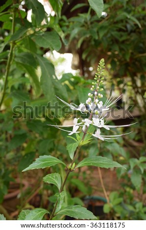 Java tea, Kidney Tea Plant, Cat's Whiskers tree (Orthosiphon aristatus) is medicinal herb use for diuretic and cure about kidney disease.Selective focus with shallow depth of field.