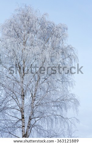 Background Frozen birch and a pale blue sky