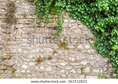 Old stone wall with ivy as background Royalty-Free Stock Photo #363152822