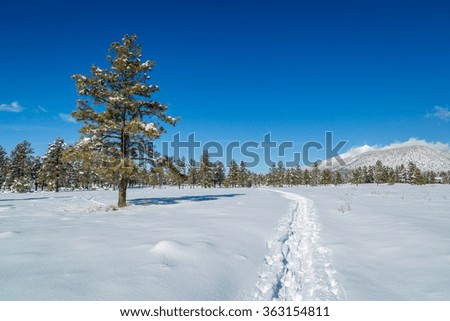 Snow covered northern Arizona winter landscapes.