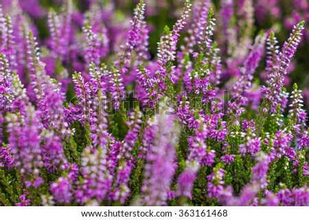 Field of pink heather Royalty-Free Stock Photo #363161468