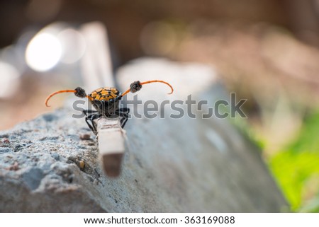 Longhorn beetle on branch, dirty by soil