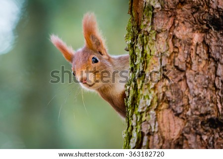 Curious red squirrel peeking behind the tree trunk Royalty-Free Stock Photo #363182720