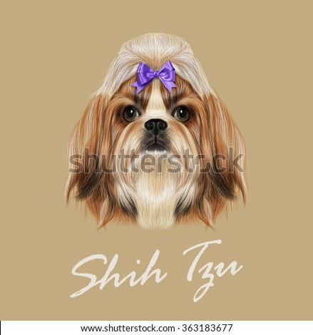 Shih Tzu dog animal cute face. Vector funny Chinese purebred Shih tzu puppy head portrait. Realistic fur portrait of gold and white young Shih tzu doggy isolated on beige background.