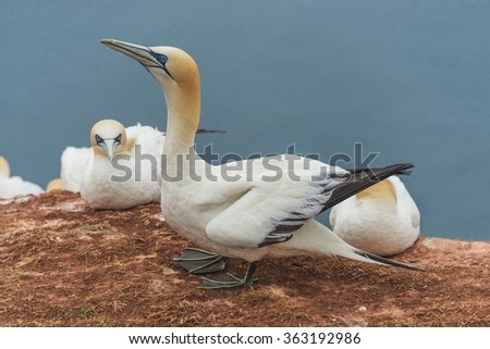 Behavior of wild migrating gannets at island Helgoland, Germany, summer, 2015