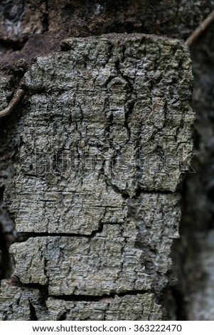 tree wood pattern detail, macro photography