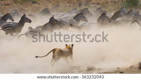 Lioness attack on a zebra. National Park. Kenya. Tanzania. Masai Mara. Serengeti. An excellent illustration. Royalty-Free Stock Photo #363232043