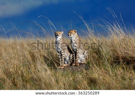 Two Cheetahs in the high grass in Mara Triangle, Kenya