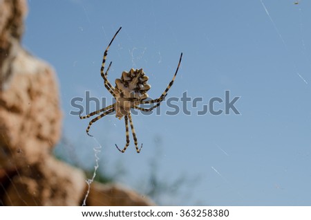 Close view of a Lobed Argiope (Argiope lobata) spider.