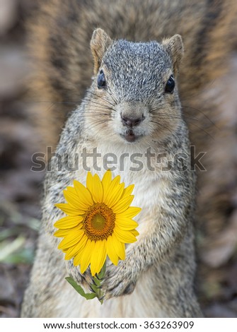 Red Squirrel with Sunflower